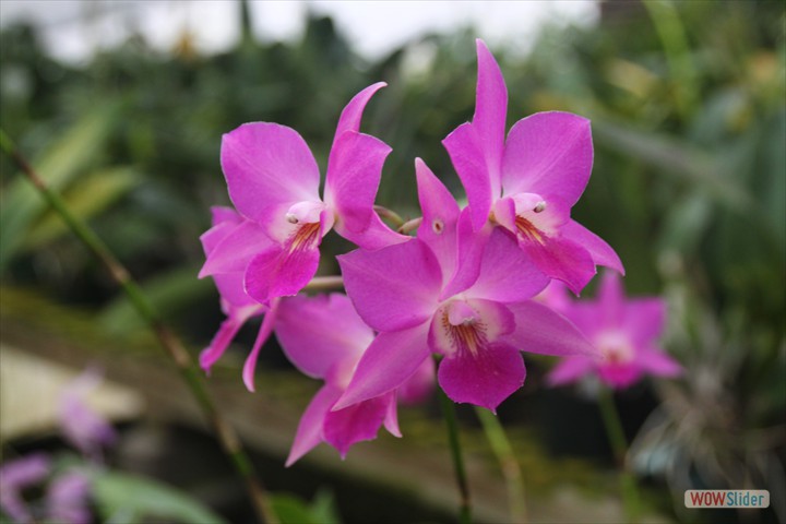 the_orchid_trail_007