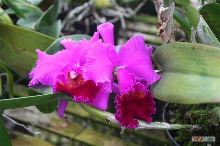 the_orchid_trail_009