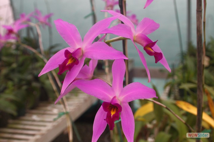 the_orchid_trail_029