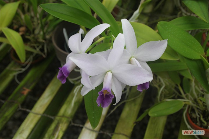 the_orchid_trail_033