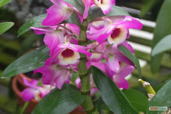 the_orchid_trail_034