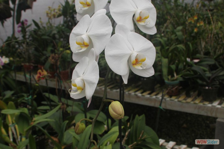 the_orchid_trail_041