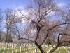 Arlington_tombs_and_cherry_three.jpg