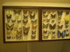 More_buterflies.jpg