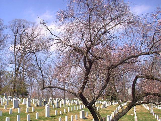 ../pictures/Arlington_tombs_and_cherry_three.jpg