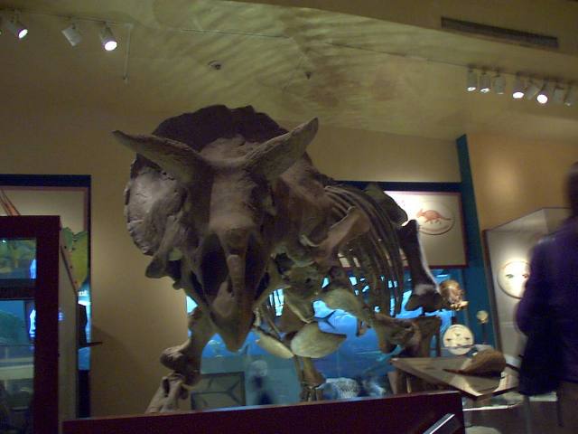 ../pictures/Triceratops.jpg