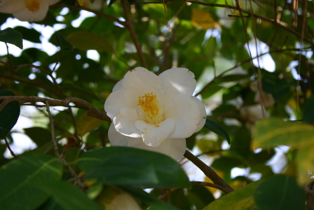 ../pictures/camelias1.jpg