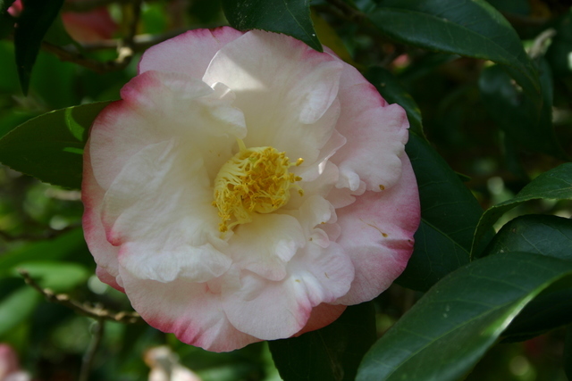 ../pictures/camelias11.jpg