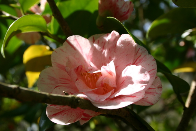 ../pictures/camelias12.jpg