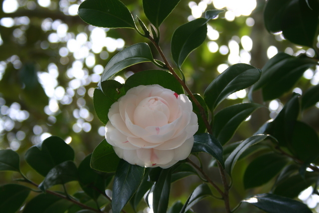 ../pictures/camelias16.jpg