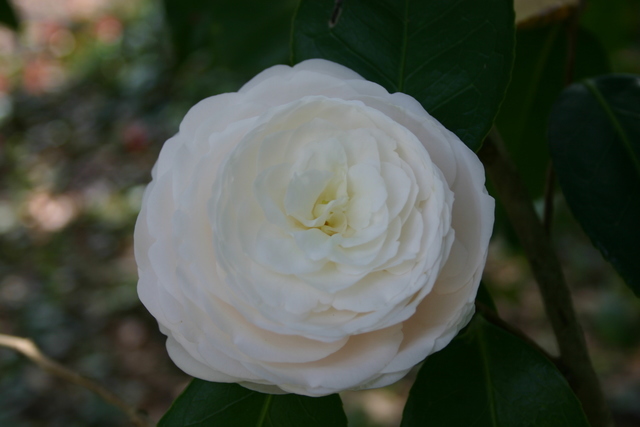../pictures/camelias17.jpg