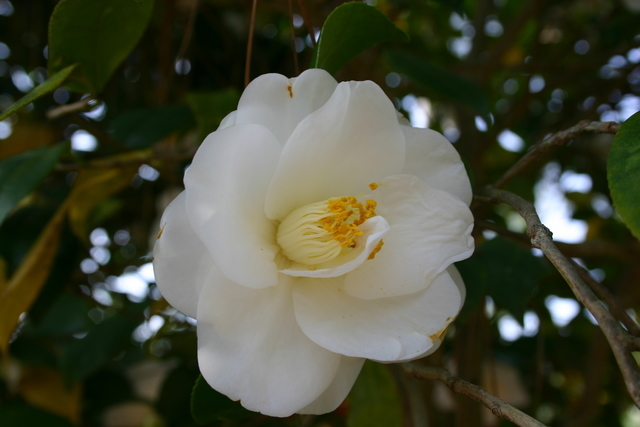 ../pictures/camelias2.jpg