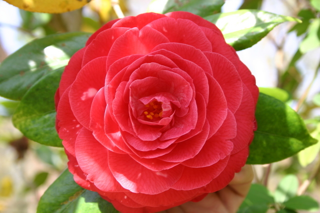 ../pictures/camelias4.jpg
