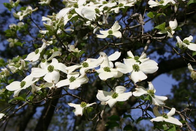 ../pictures/dogwoods2.jpg