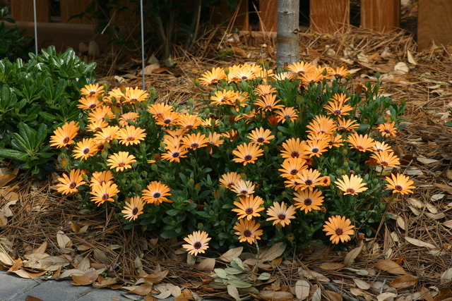 ../pictures/orange_plants1.jpg