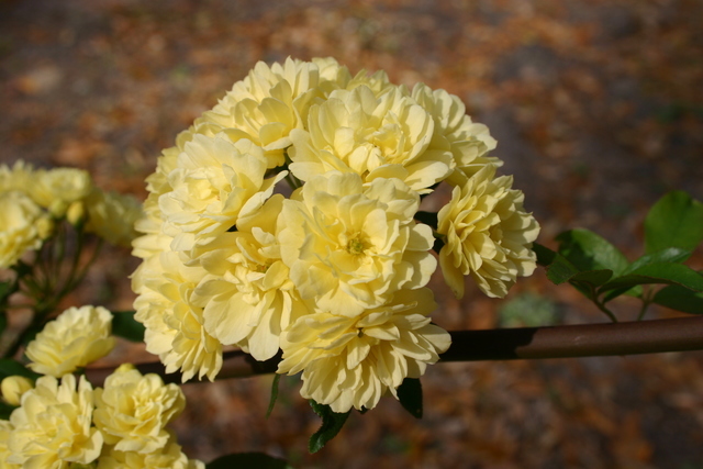 ../pictures/special_roses1.jpg