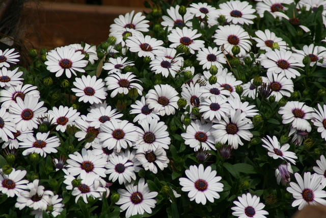 ../pictures/whilte_plants2.jpg