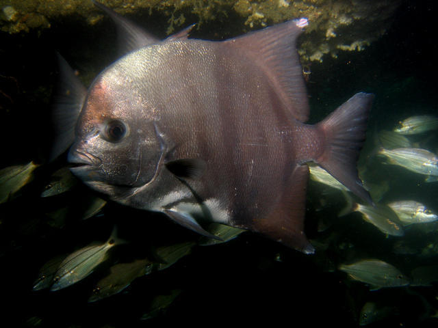 ../pictures/atlantic_spade_fish.jpg