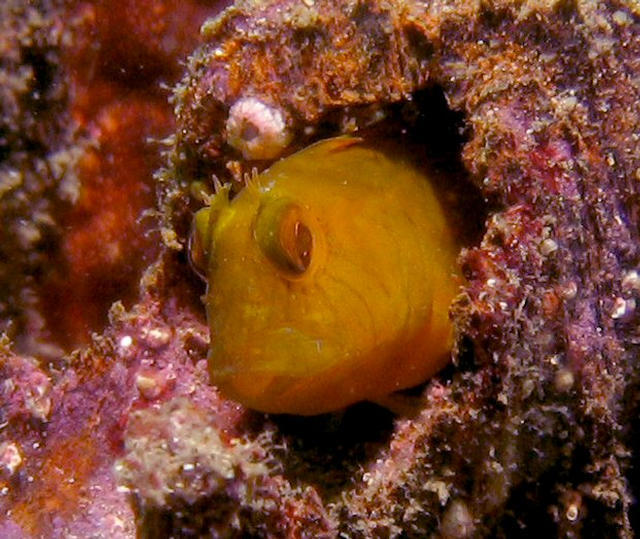 ../pictures/blenny.jpg